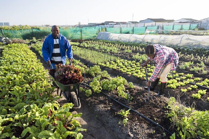 A morning image of two african Xhosa adult males harvesting vegetables, one is pushing a wheelbarrow filled with harvested vegetables, the other is harvesting with a pitchfork