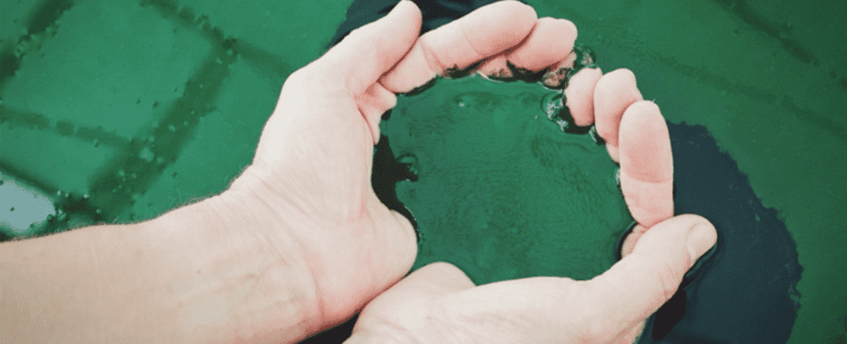 algae water